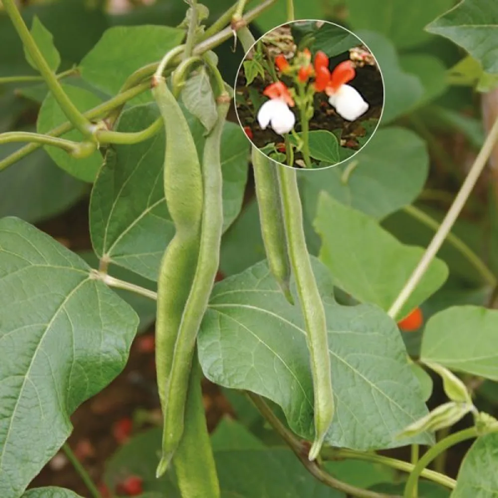 Ruusupapu 'Hestia'