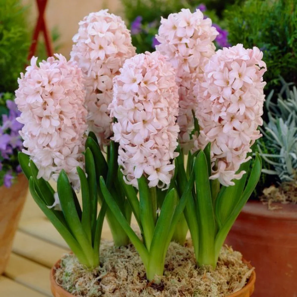 Hyasintti 'China Pink'