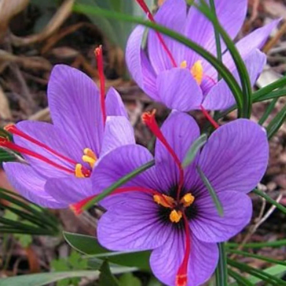 Sahramikrookus 'Sativus Organic'