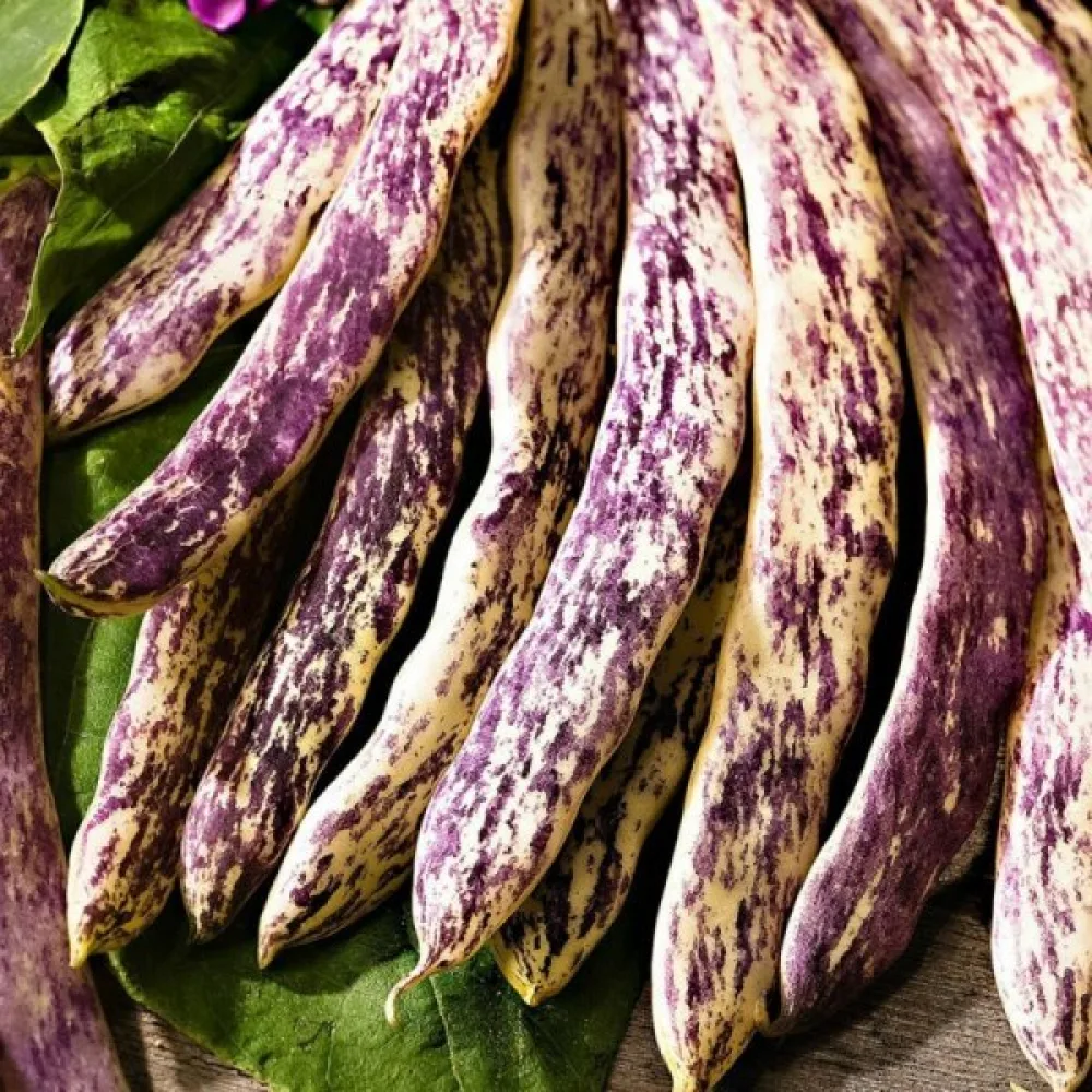 Tarhapapu 'Merveille de Piemonte'