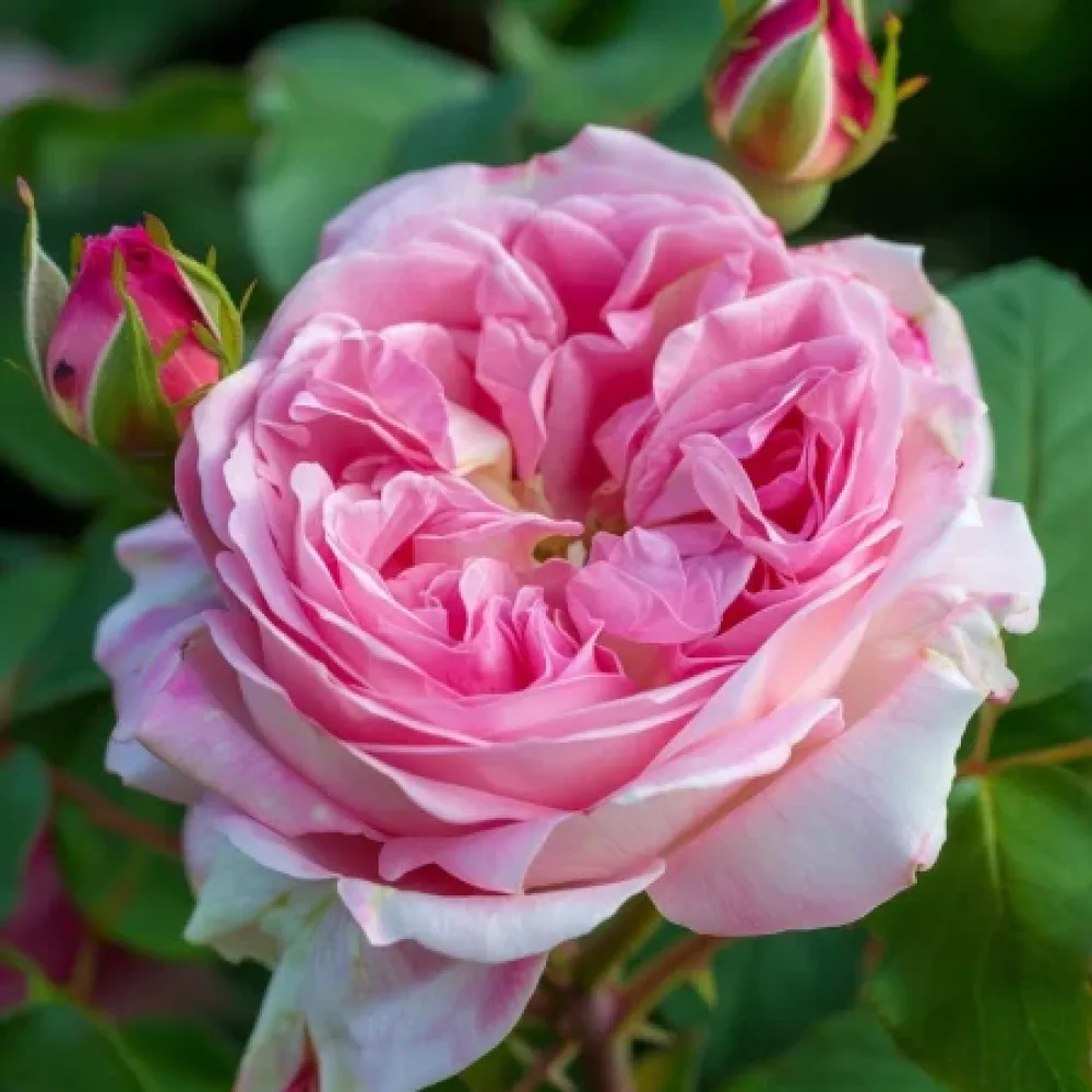 Ruusu 'Pink Sentinel' – paljasjuurinen