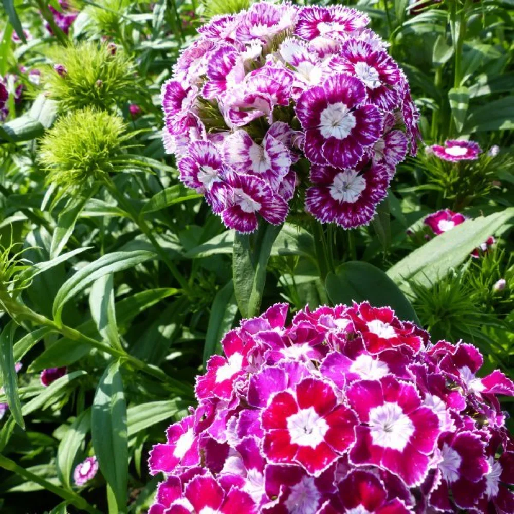 Harjaneilikka 'Hollandia' – sekoitus