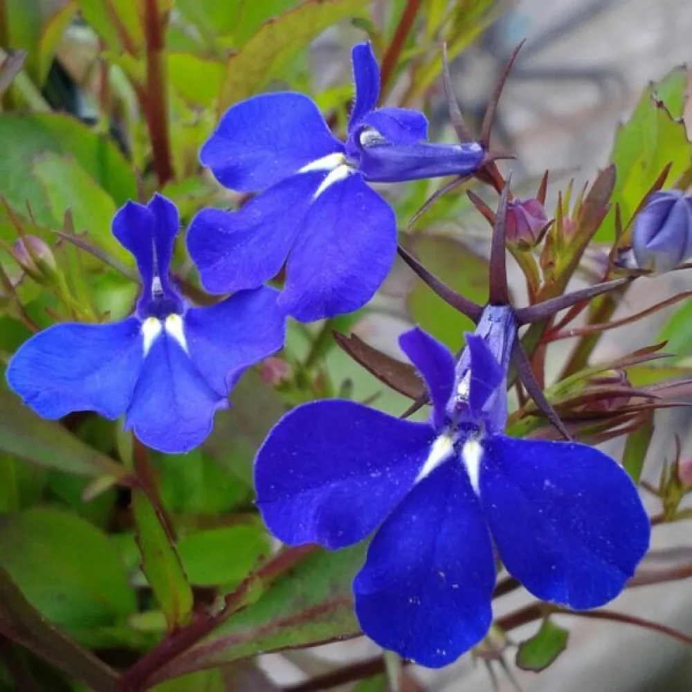 Sinilobelia 'Cambridge Blue'