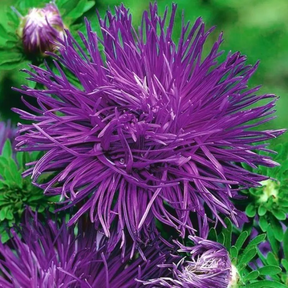 Kesäasteri 'Igala' laventeli