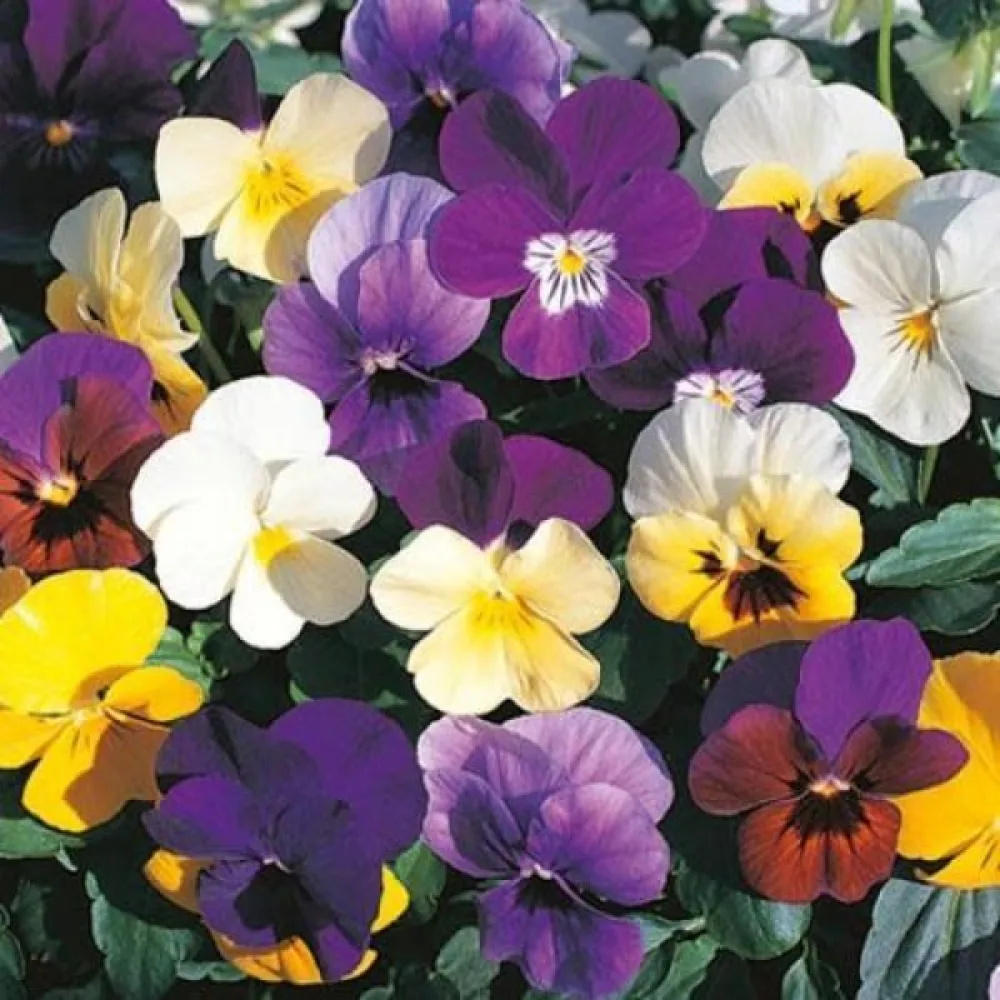Tarhaorvokki 'Scotch Hybrids' (sekoitus)