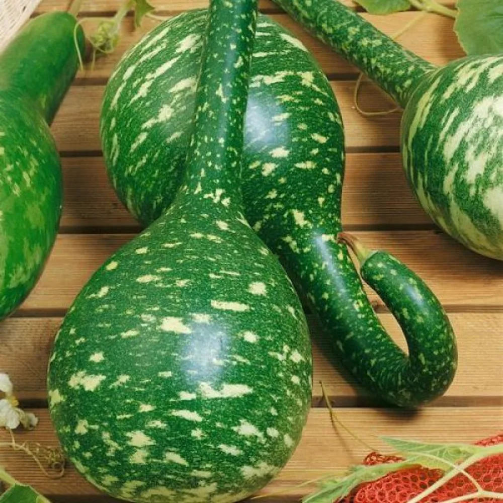 Pullokurpitsa 'Dipper'