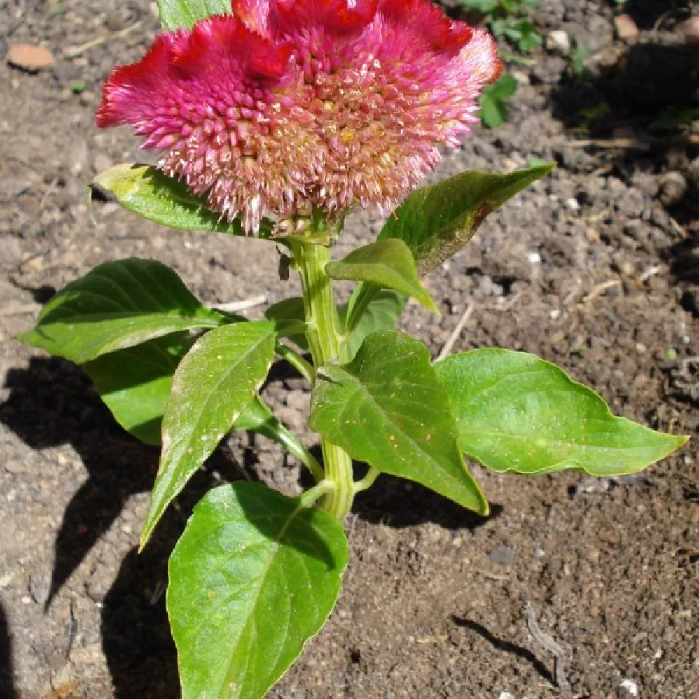 Kukonharja 'Jewel Box', sekoitus