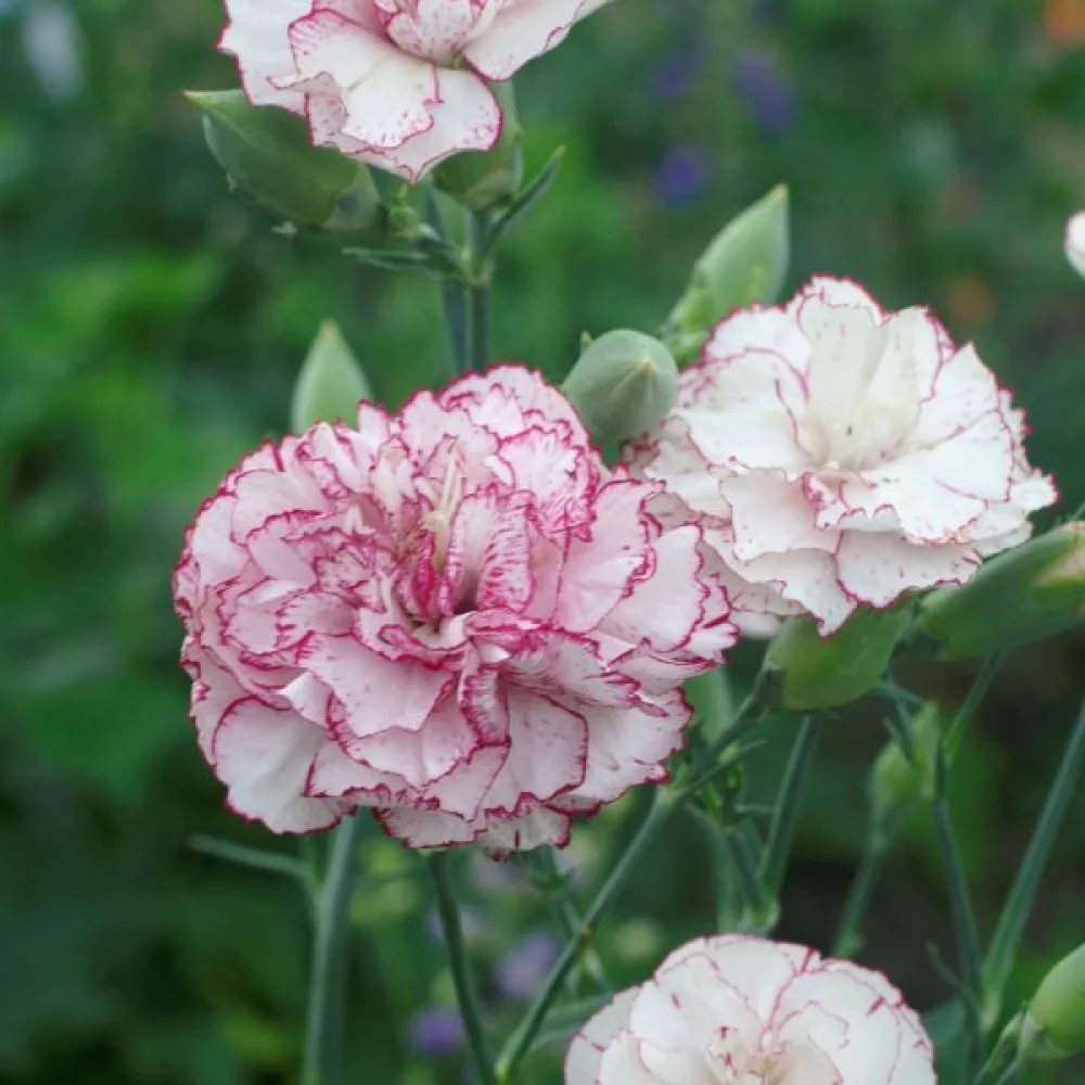 Neilikka Chabaud 'Benigna'