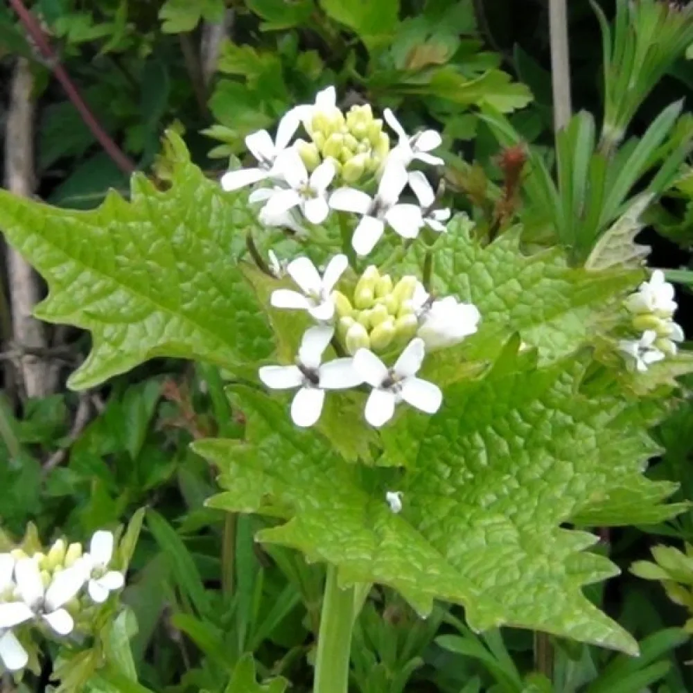 Litulaukka Alliaria petiolata