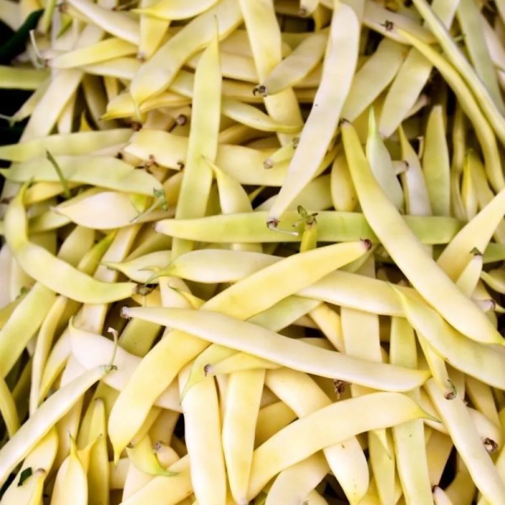 Tarhapapu 'Supernano Giallo'
