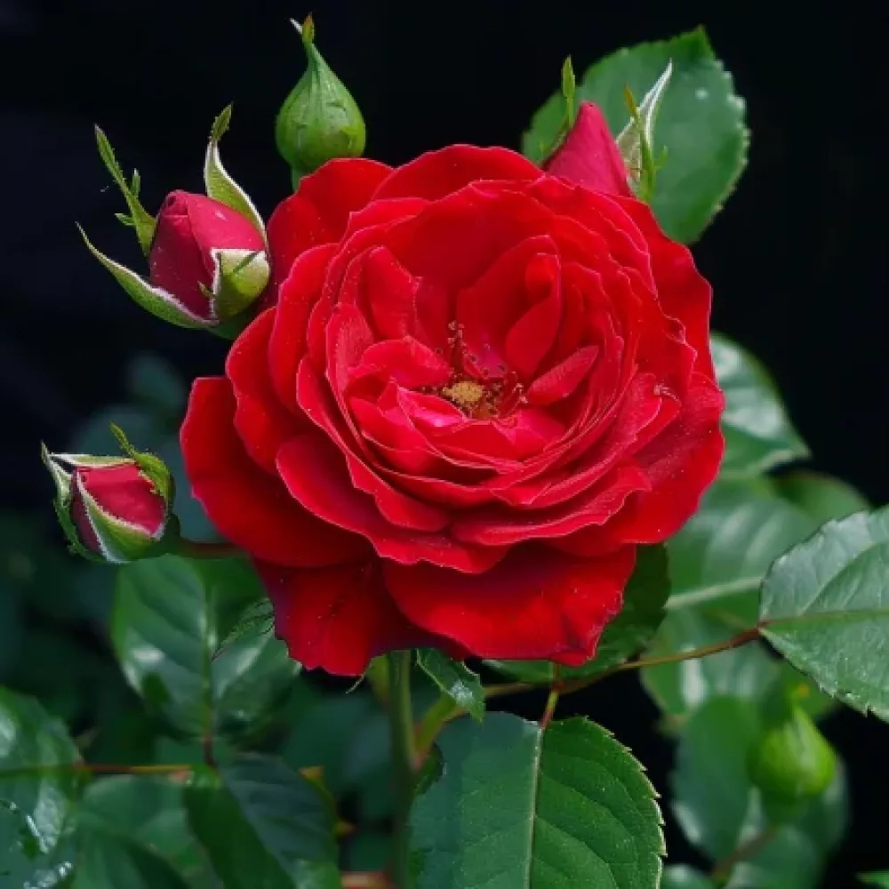 Ruusu 'Red Radiance' – paljasjuurinen
