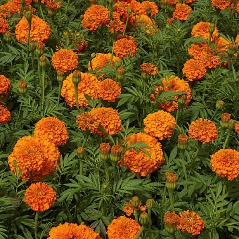 Kookossamettikukka 'Sierra Orange'
