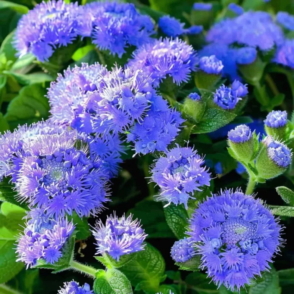 Sinipiippo 'Leda'