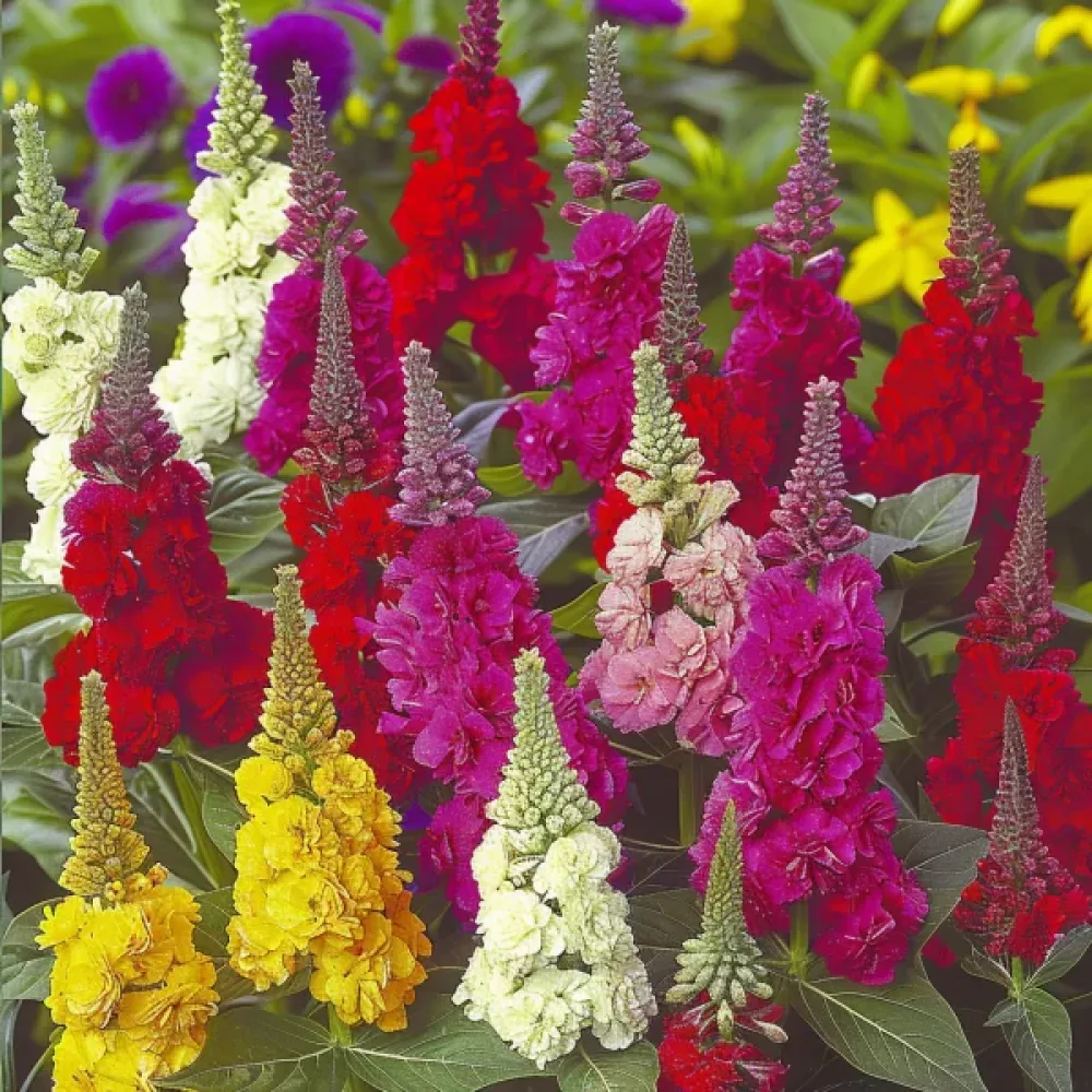 Kukonharja Celosia argentea cristata, sekoitus