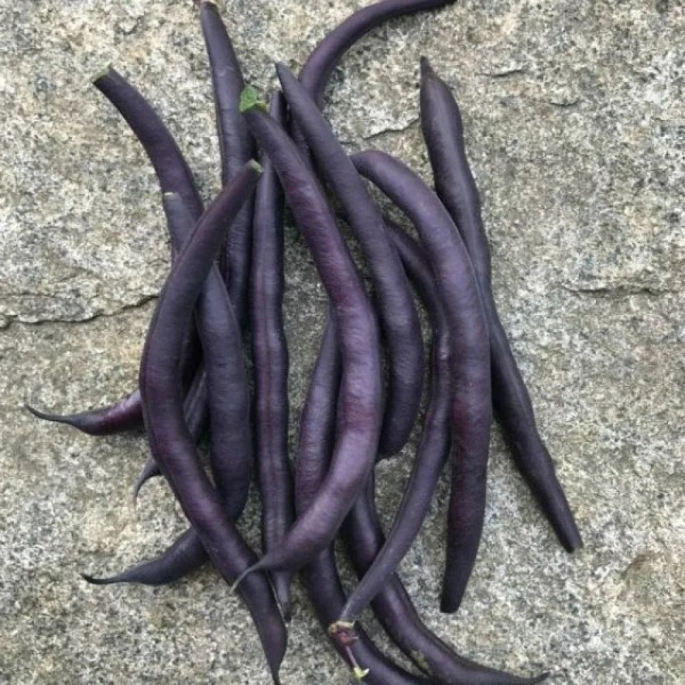 Tarhapapu 'Purple Queen'