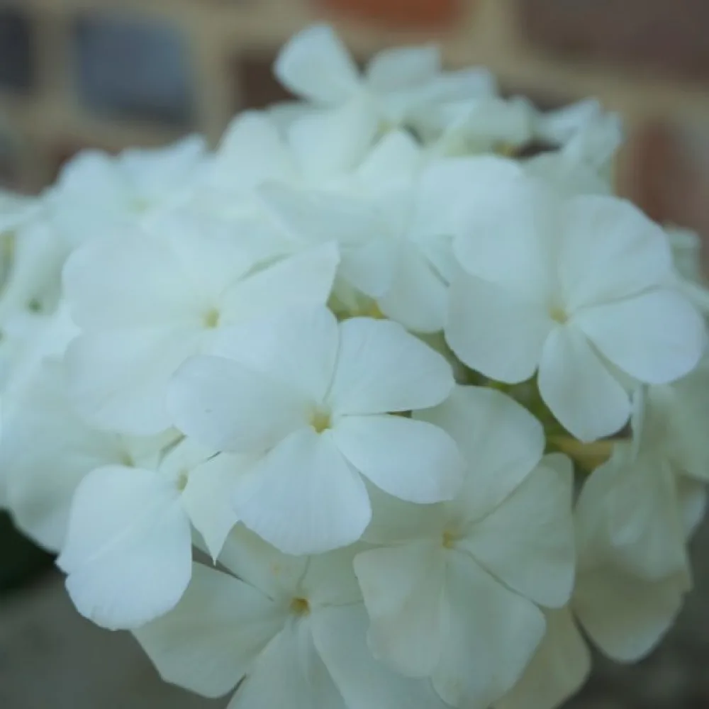 Kesäleimu 'Alba'