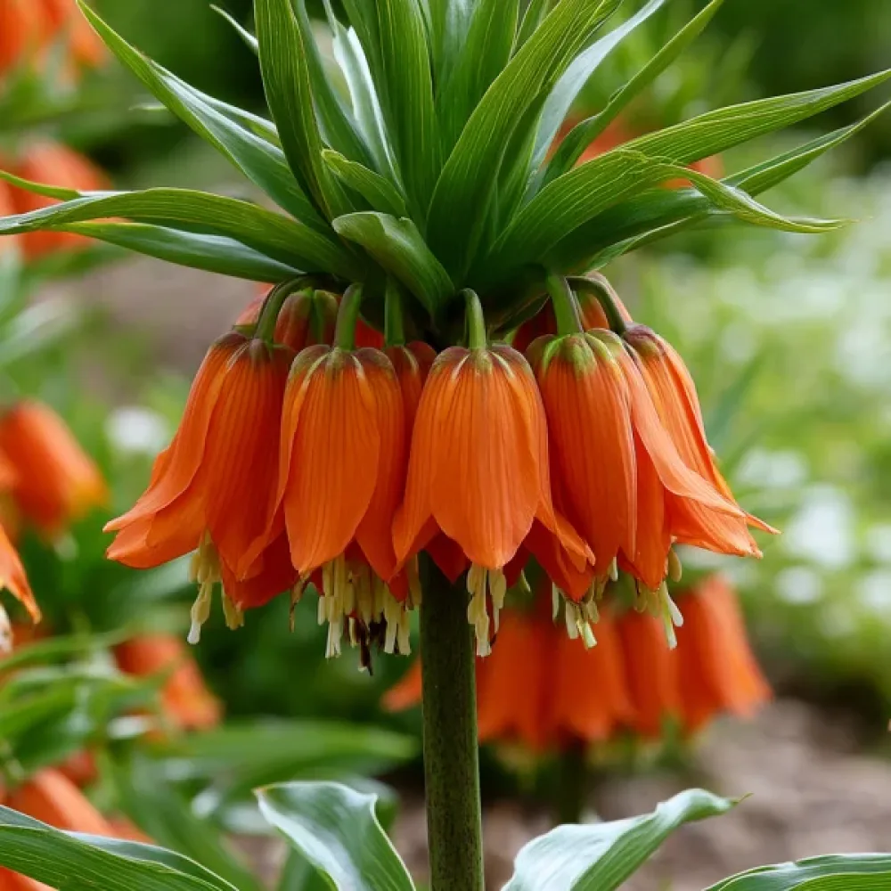 Keisarinpikarililja 'Aurora Imperialis'