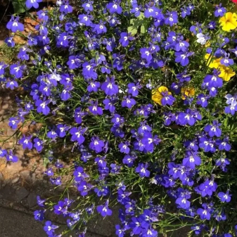 Sinilobelia 'Mrs. Clibran' – tummansininen
