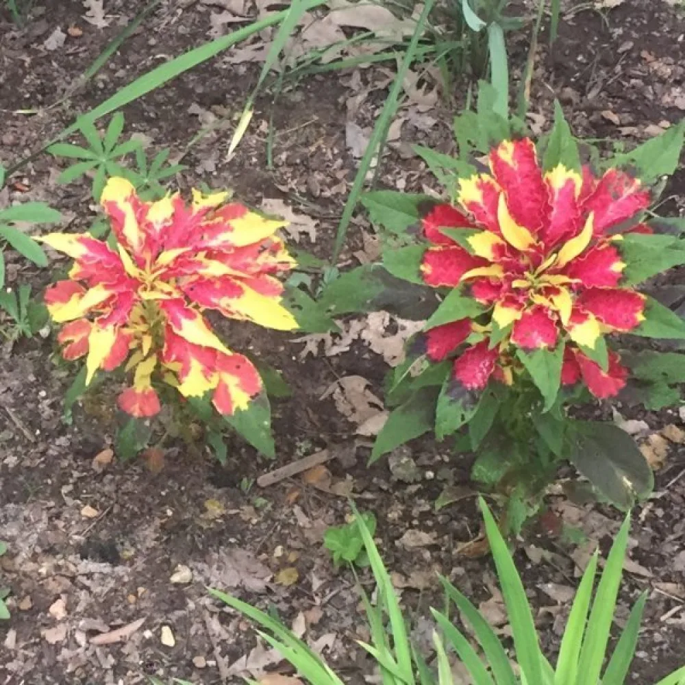 Amarantti 'Perfecta'