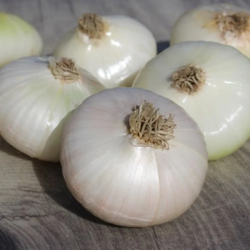 Ruokasipuli 'Bianca di Maggio'