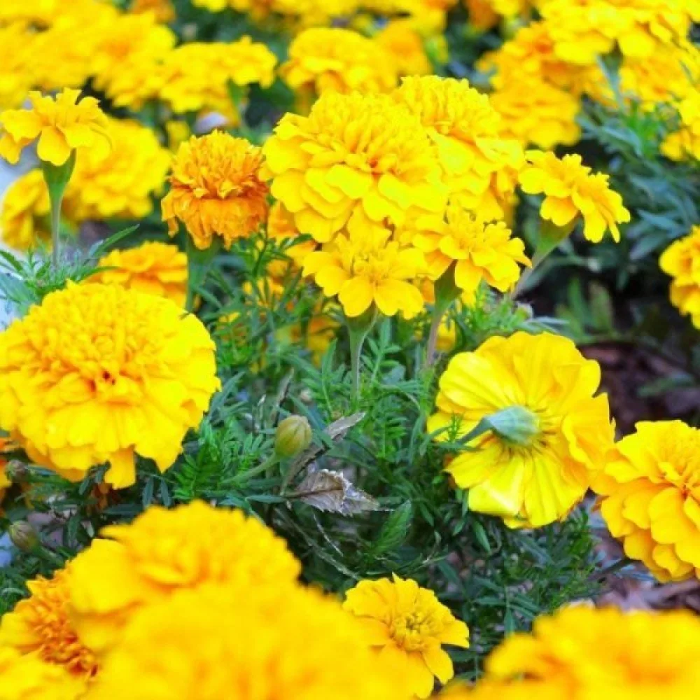 Ruusukesamettikukka 'Festival Yellow'