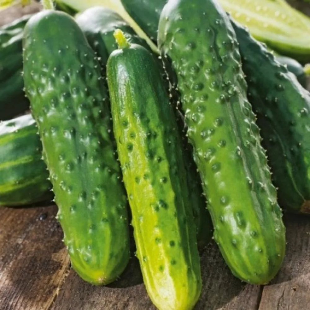 Avomaankurkku 'Julian' F1
