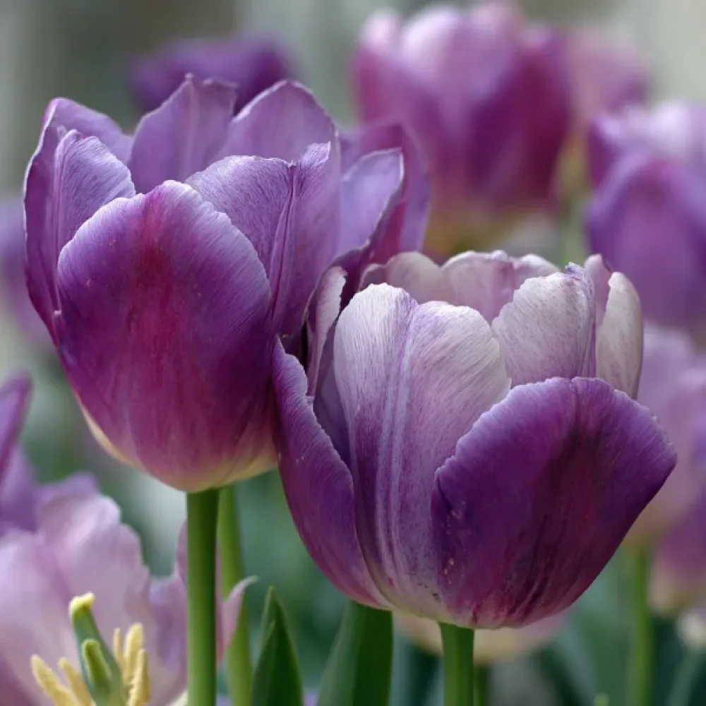 Tulppaani 'Louvre'