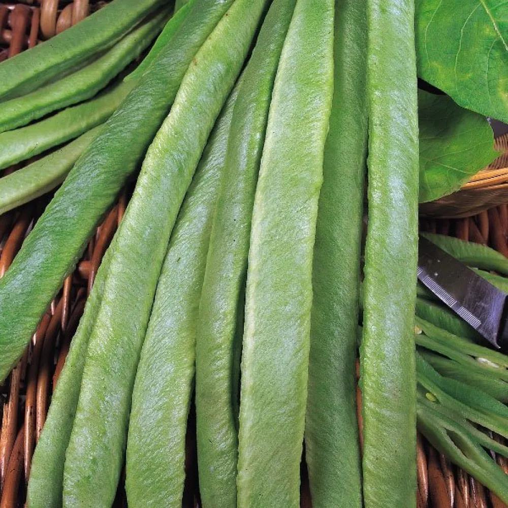 Ruusupapu 'Streamline'