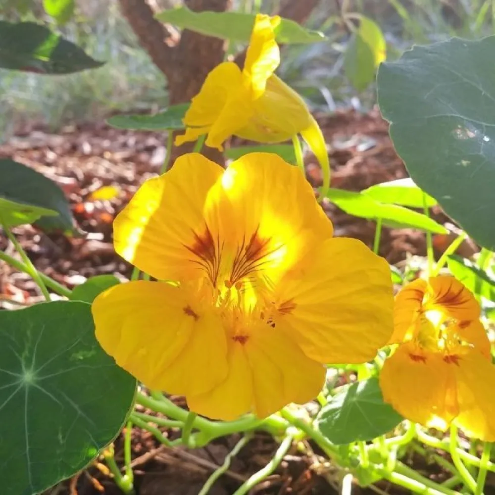 Köynnöskrassi 'Golden Gleam'