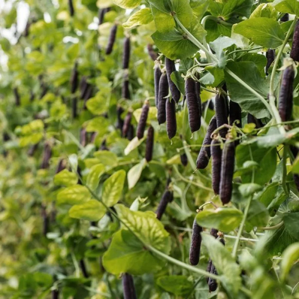 Tarhaherne 'Ezetha's Krombek Blauwschok'
