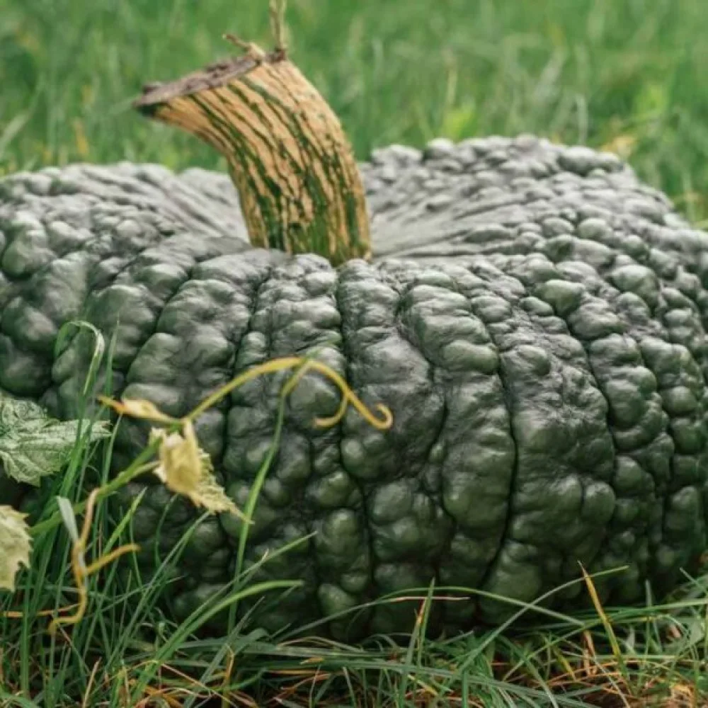 Kurpitsa 'Marina di Chioggia'