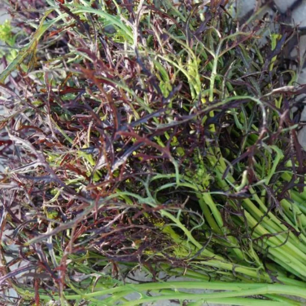 Sareptansinappi 'Frilly Red' versoiksi