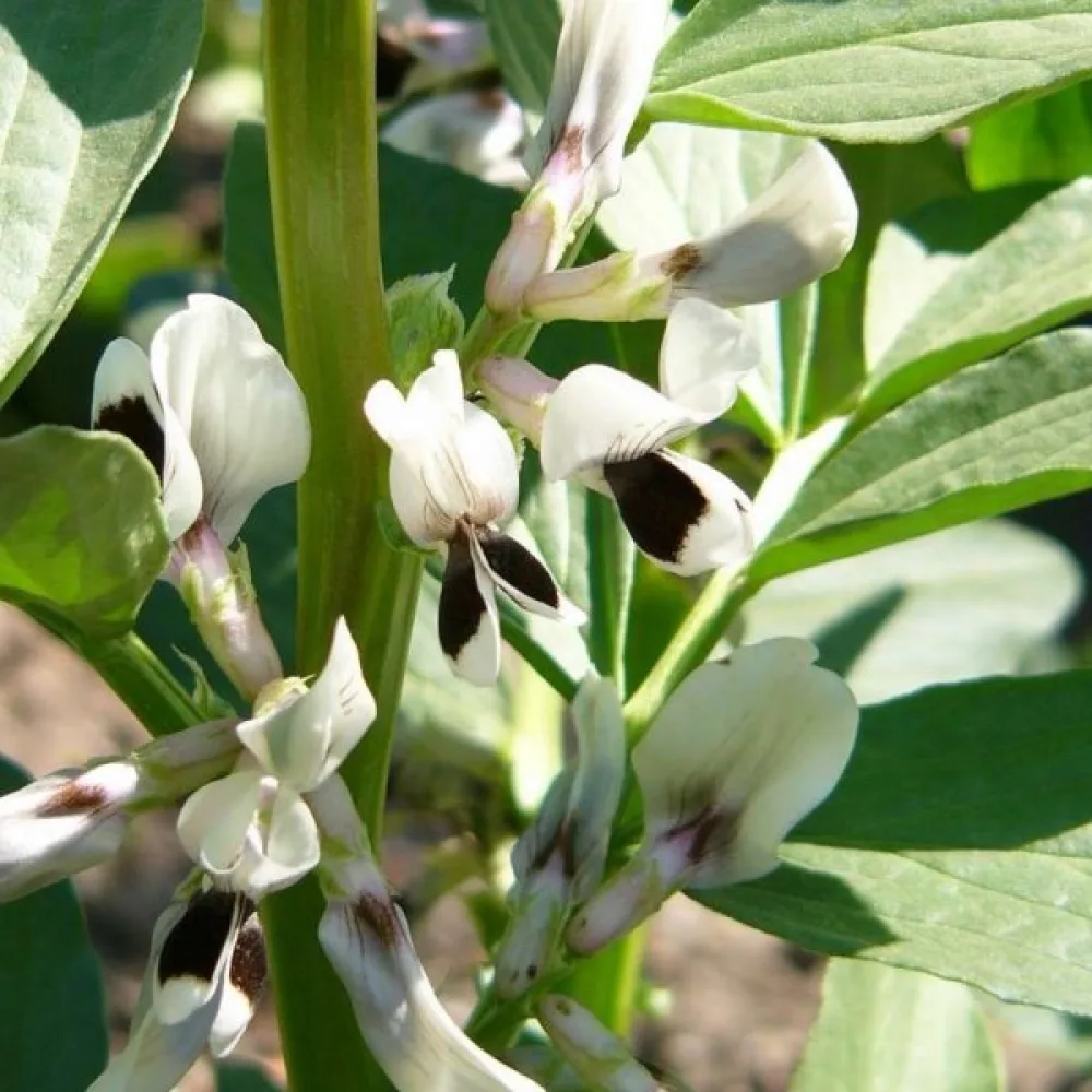 Härkäpapu 'Extra precoce a grano violetto'