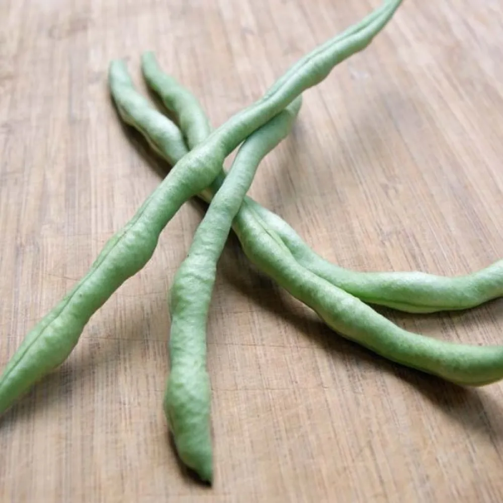 Kuivapapu Phaseolus vulgaris var. nanus 'Coco Noir-Starazagorski'