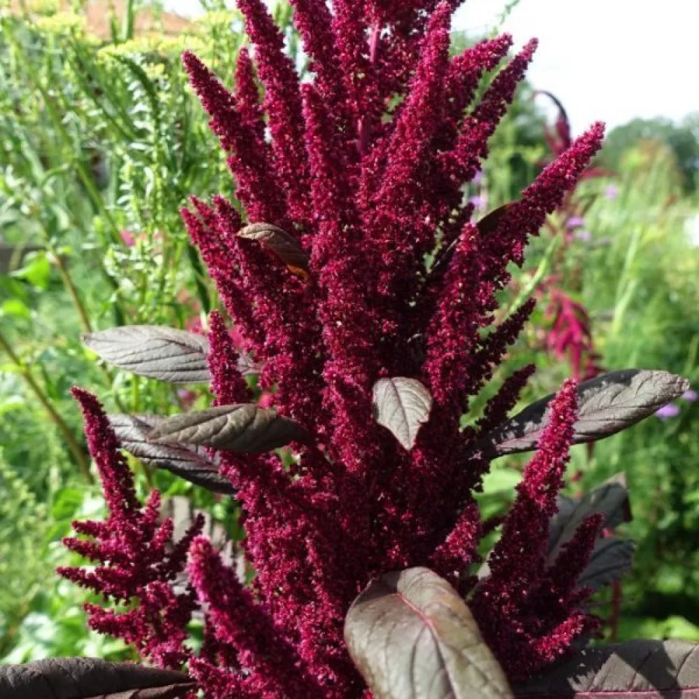 Amarantti 'Red Garnet'