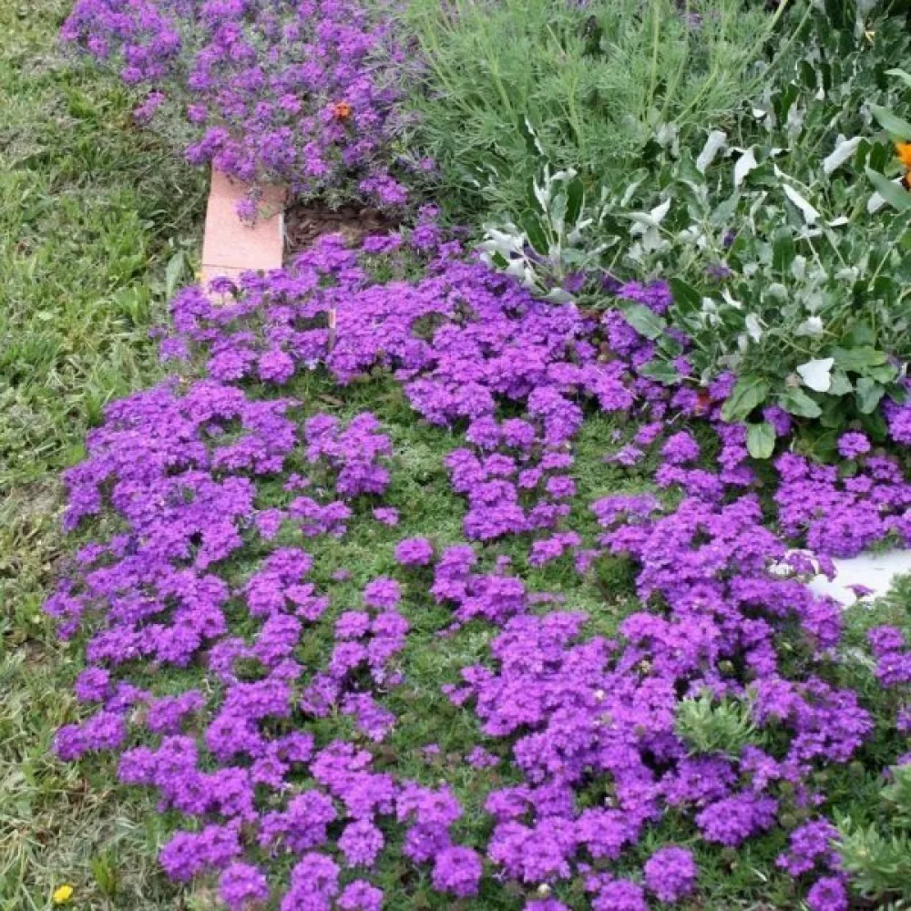 Tarhaverbena, sinivioletti