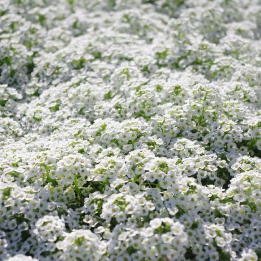 Tuoksukilpiruoho 'Snowcloth' – valkoinen