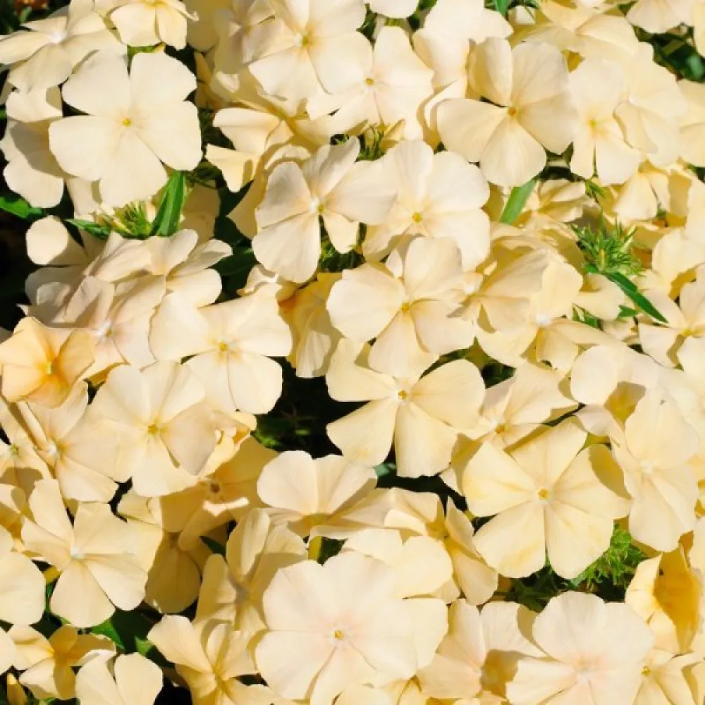 Kesäleimu 'Beauty Yellow'
