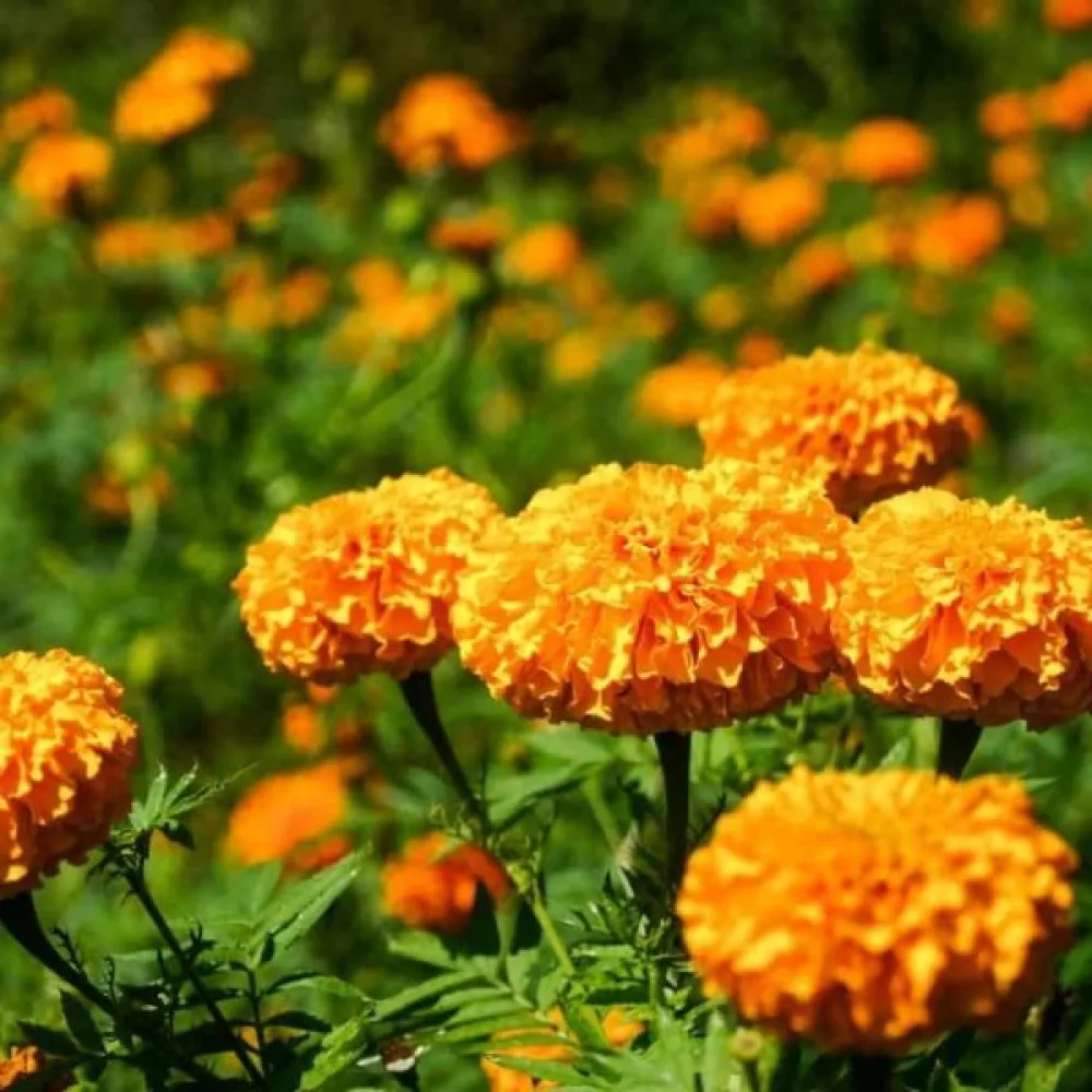 Ruusukesamettikukka 'Harvest Moon'