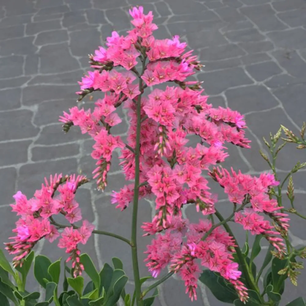Limonium sinuatum – vaaleanroosa