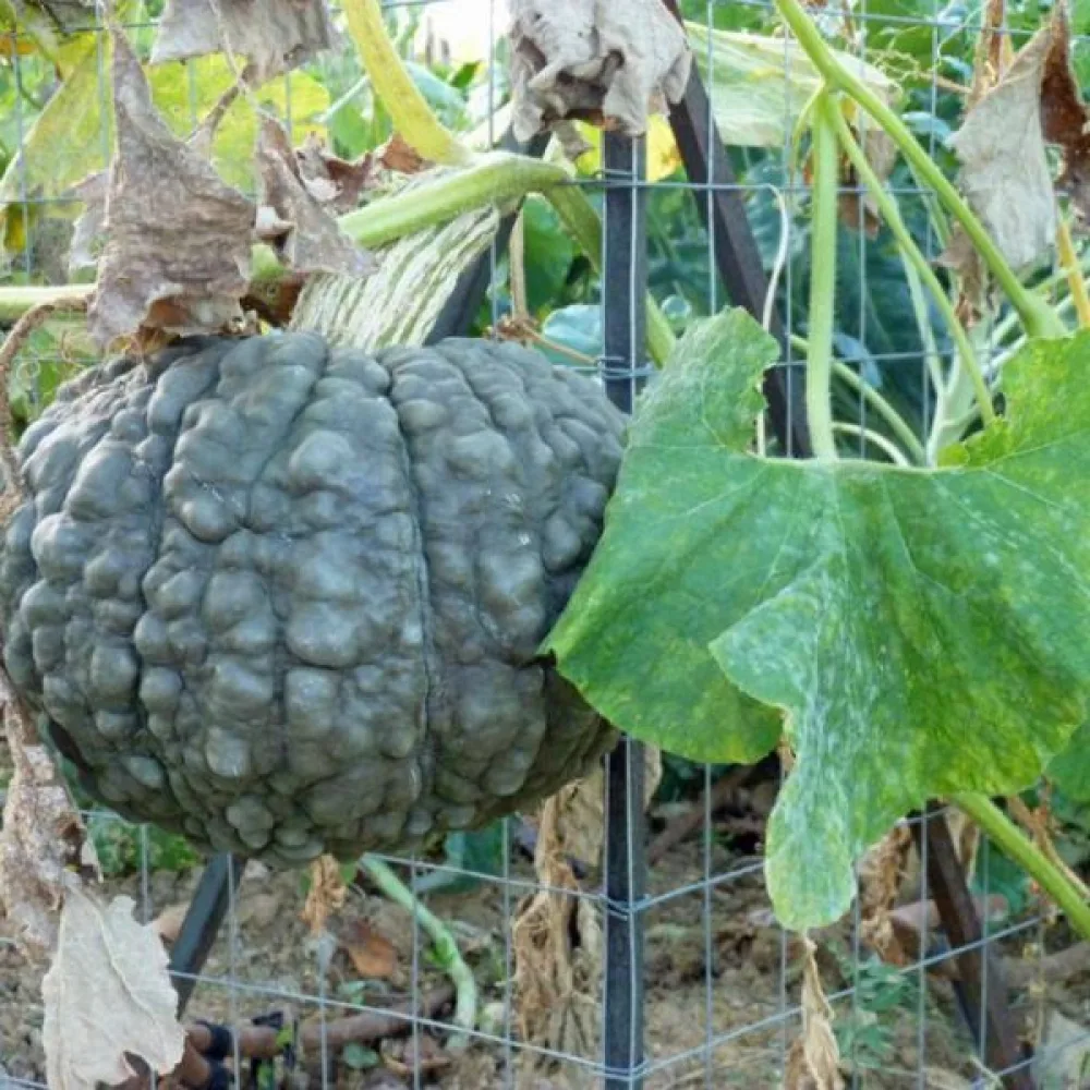 Kurpitsa 'Marina di Chioggia'