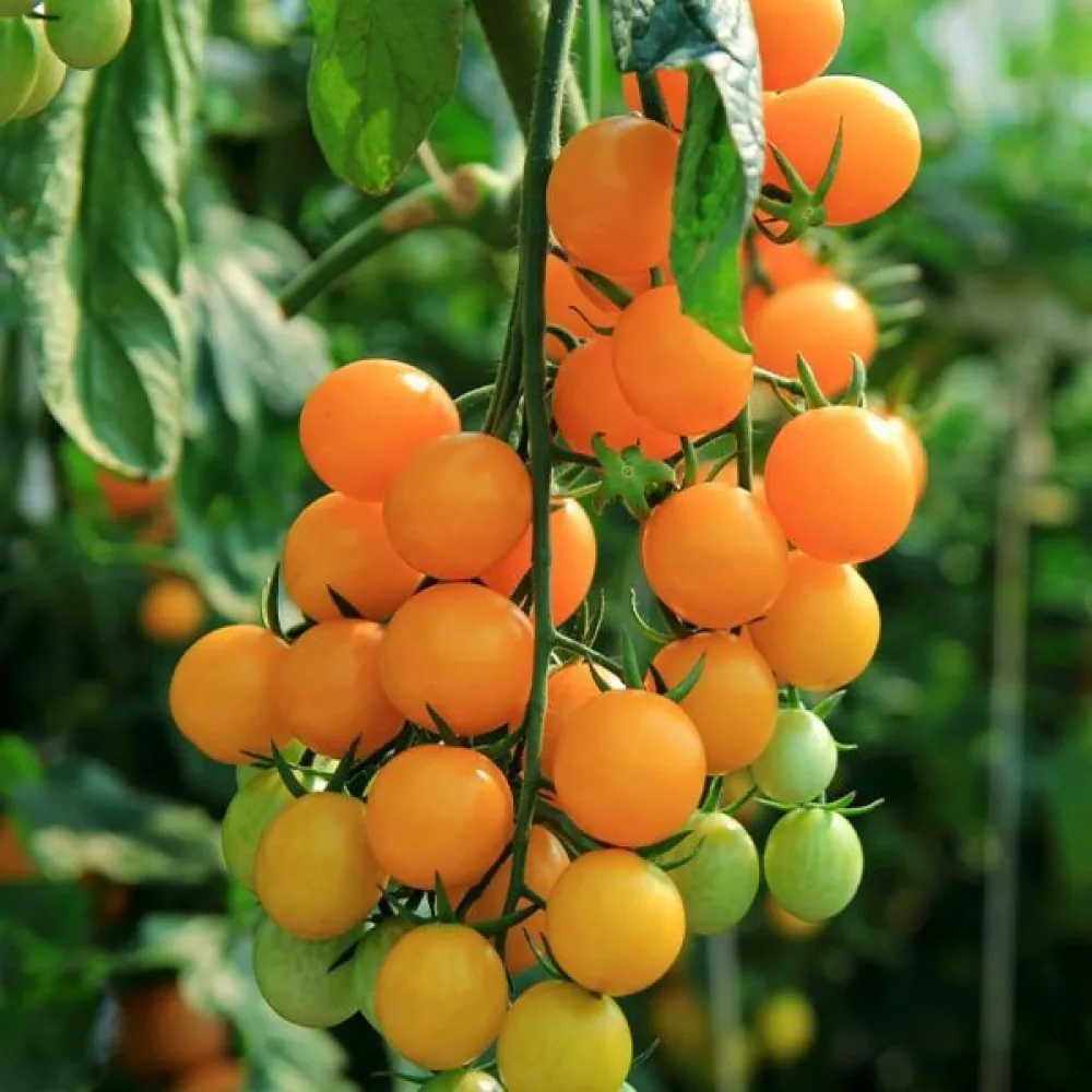 Kirsikkatomaatti 'Golden'