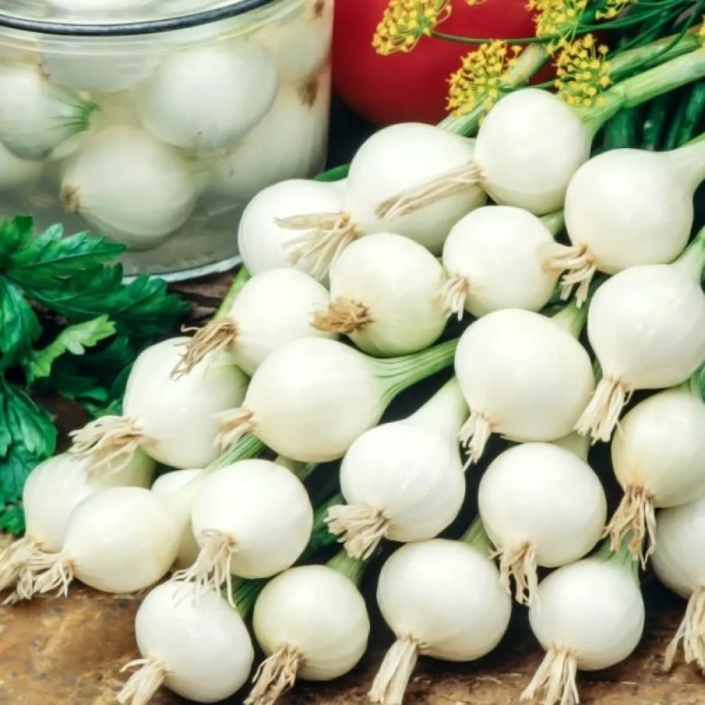 Ruokasipuli 'De Barletta'
