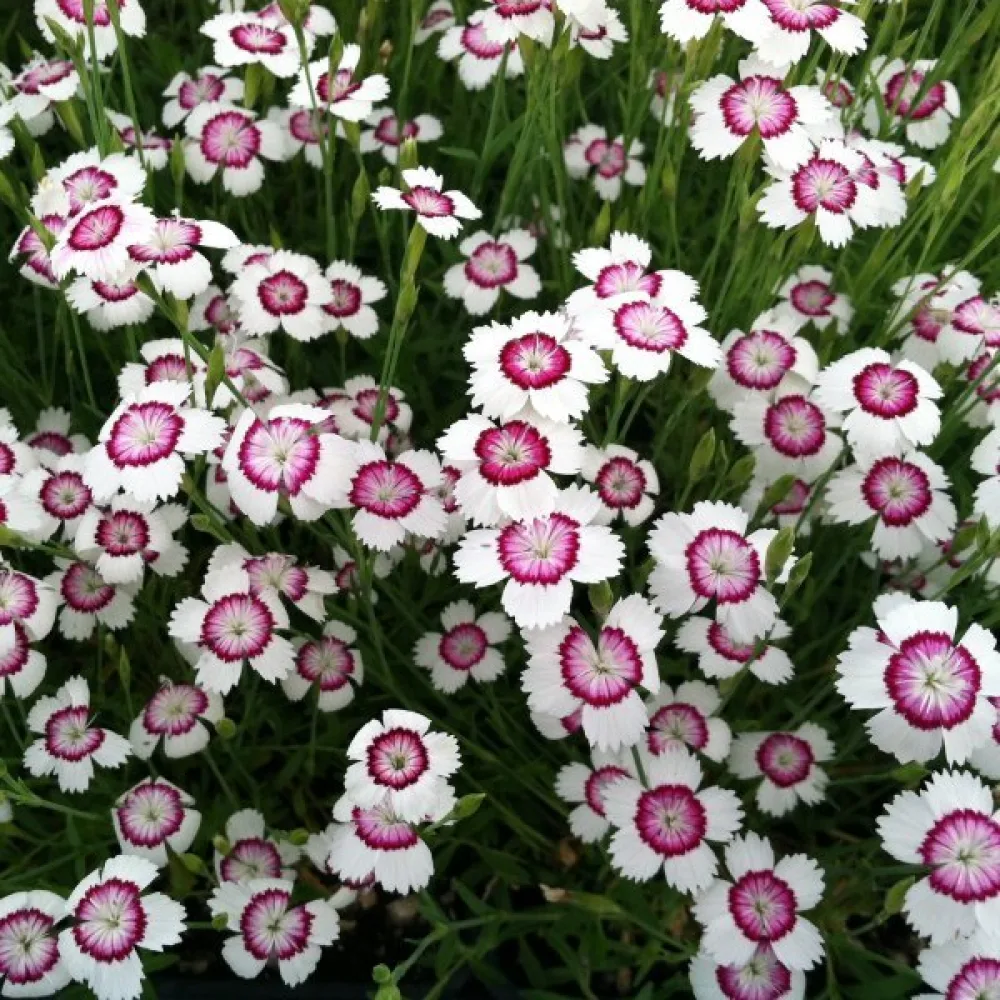 Ketoneilikka – valkopunainen