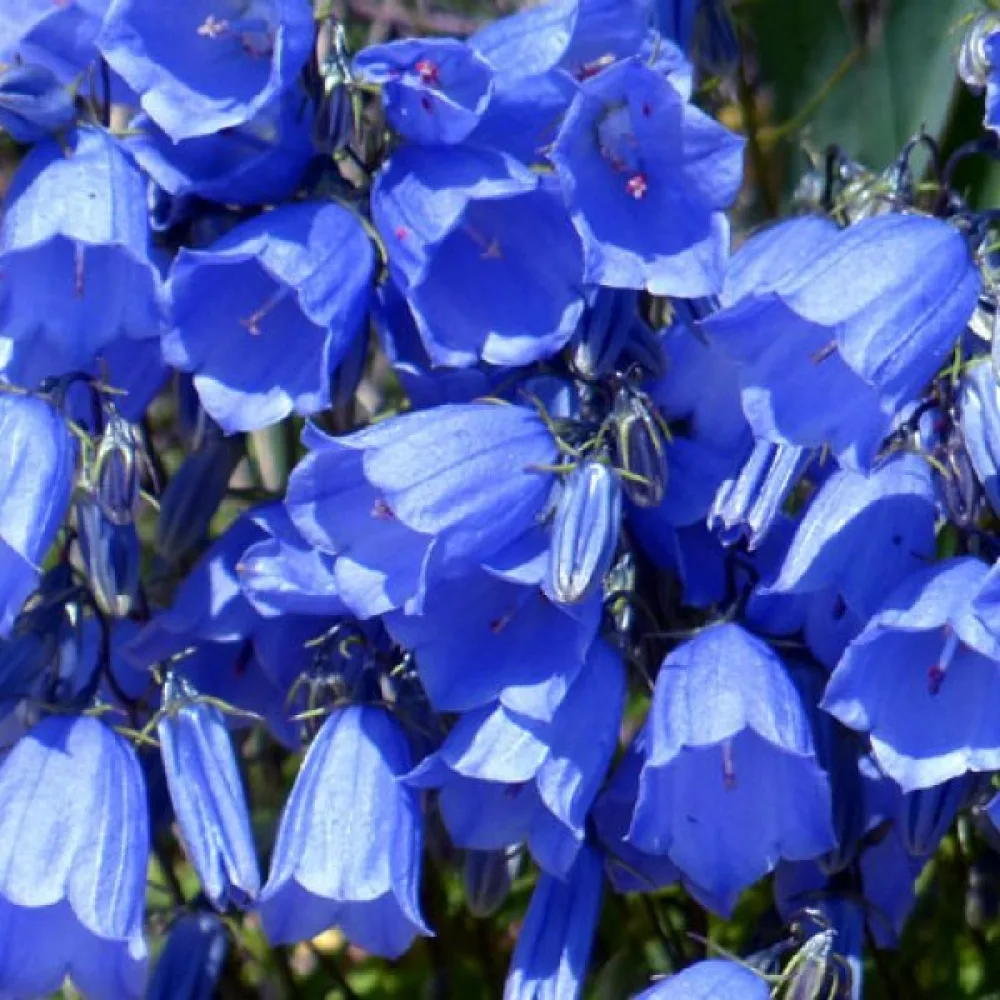 Kartanonkellokukka Campanula medium, vaaleansininen