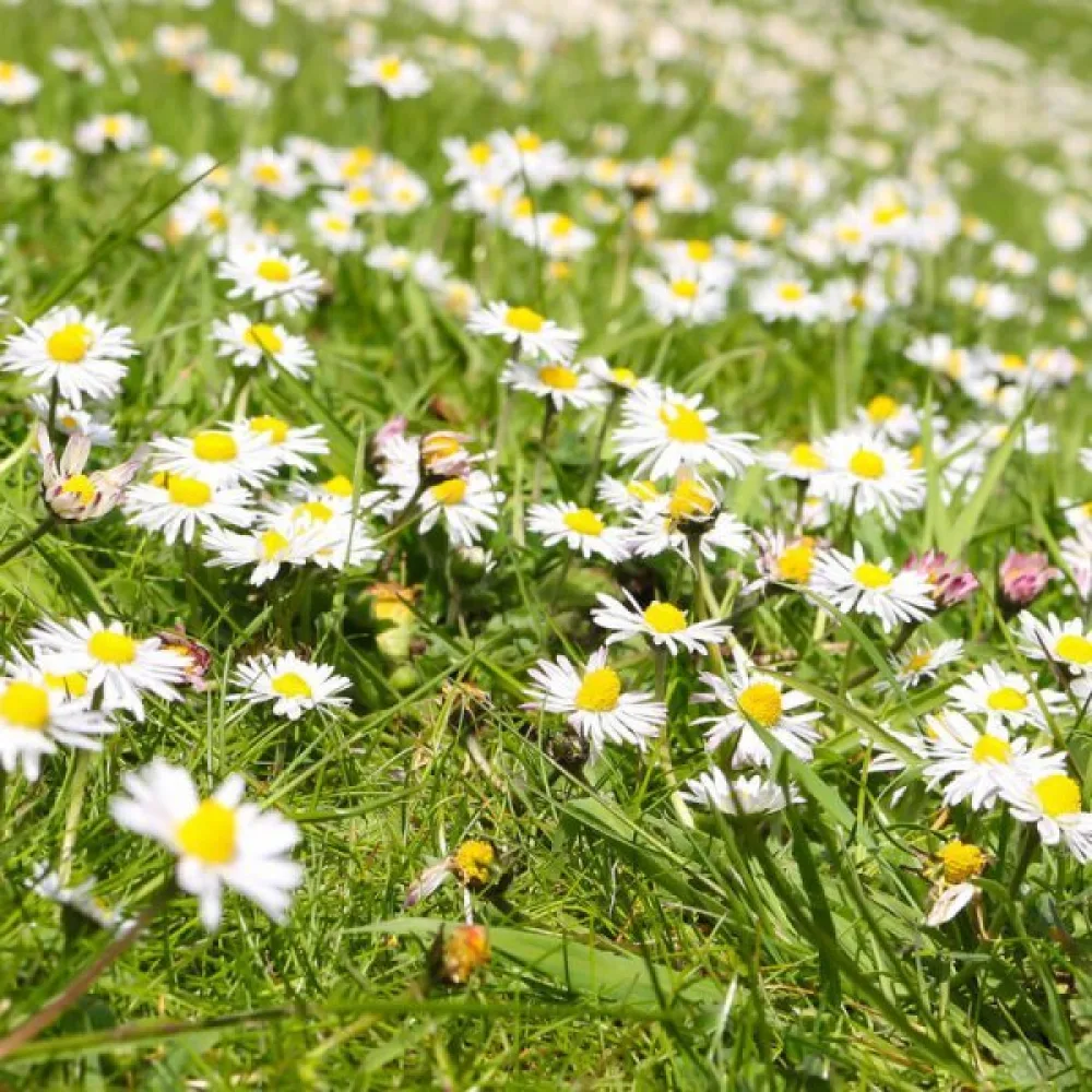 Roomankamomilla Anthemis nobilis