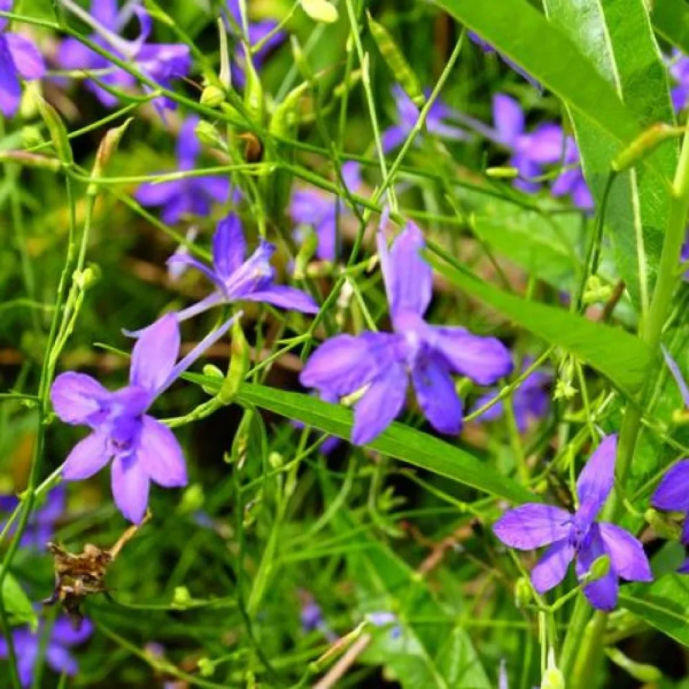 Kesäritarinkannus 'Blue Cloud'