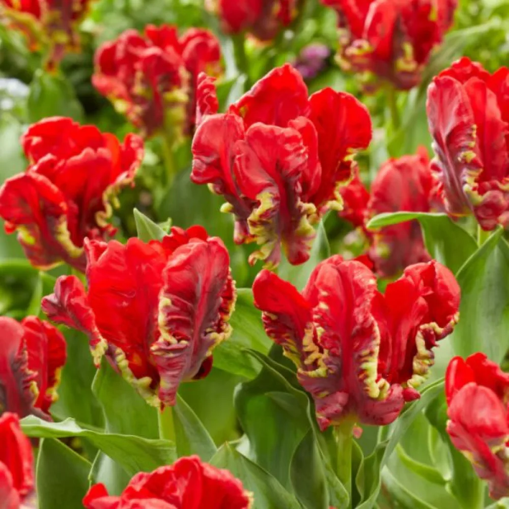 Tulppaani 'Seadov parrot'