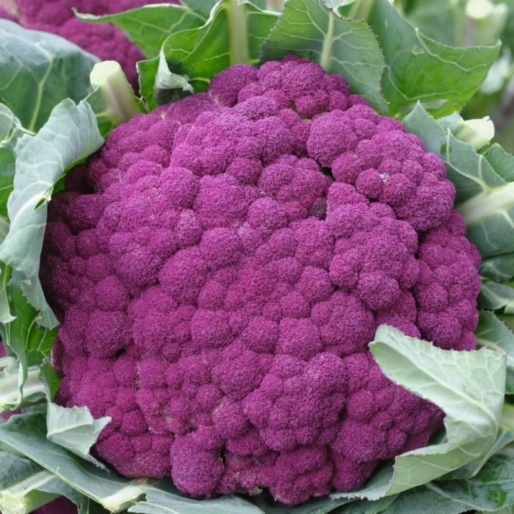 Kukkakaali 'Di Sicilia Violetto'