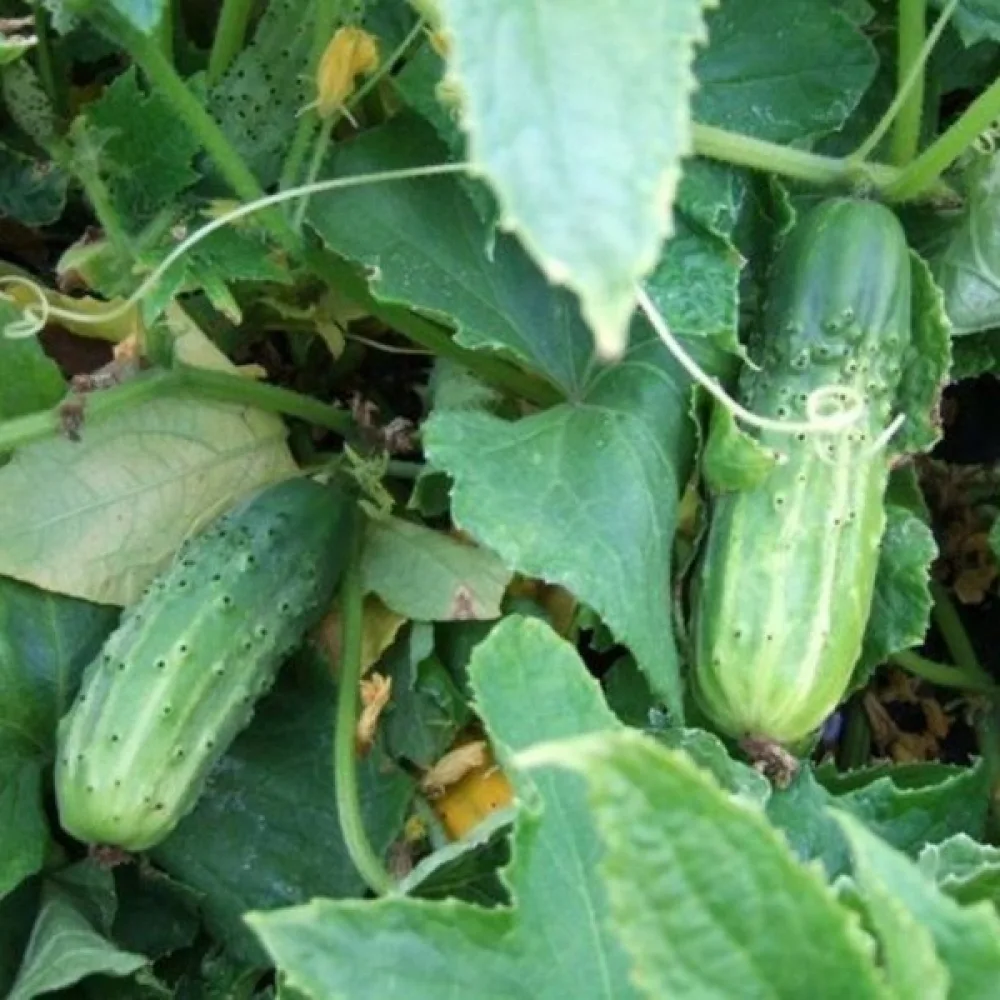 Avomaankurkku 'Rufus' F1
